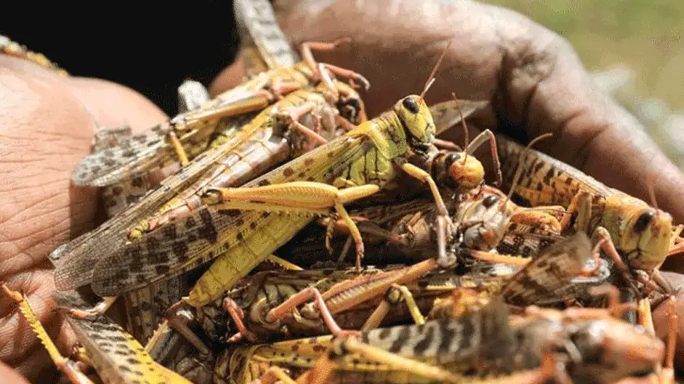 The administration is failing to stop these locust attacks