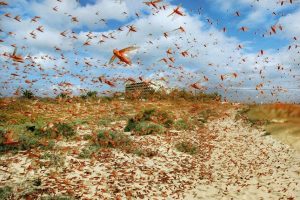Locust Terror In India