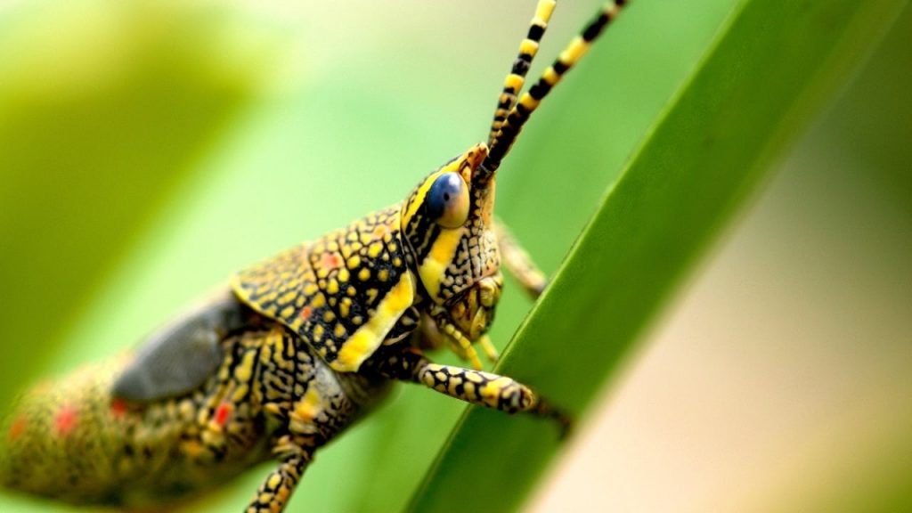 locust teams are no less than terrorists for the farmers