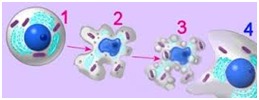 SUICIDAL BAG LYSOSOME-FACTS