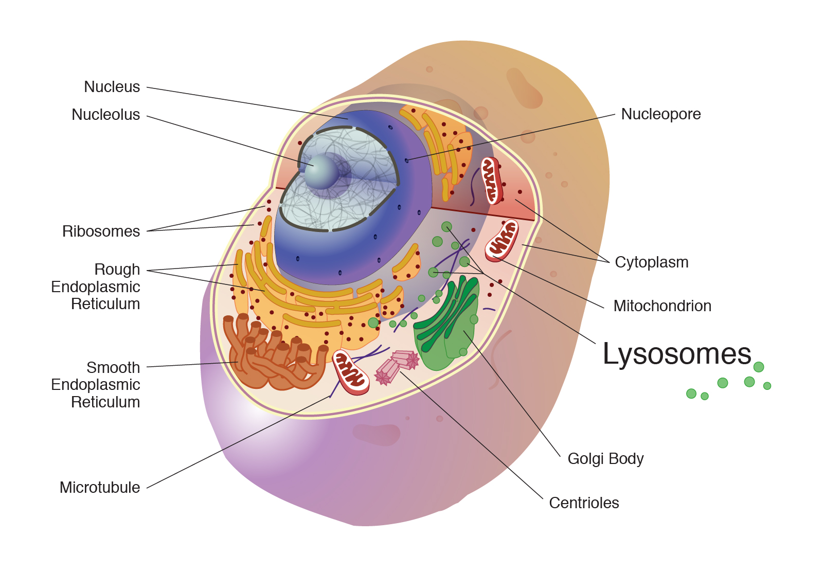 कोशिकाओं में आत्मघात व संथारा-lYSOSOME -SUICIDAL BAGS