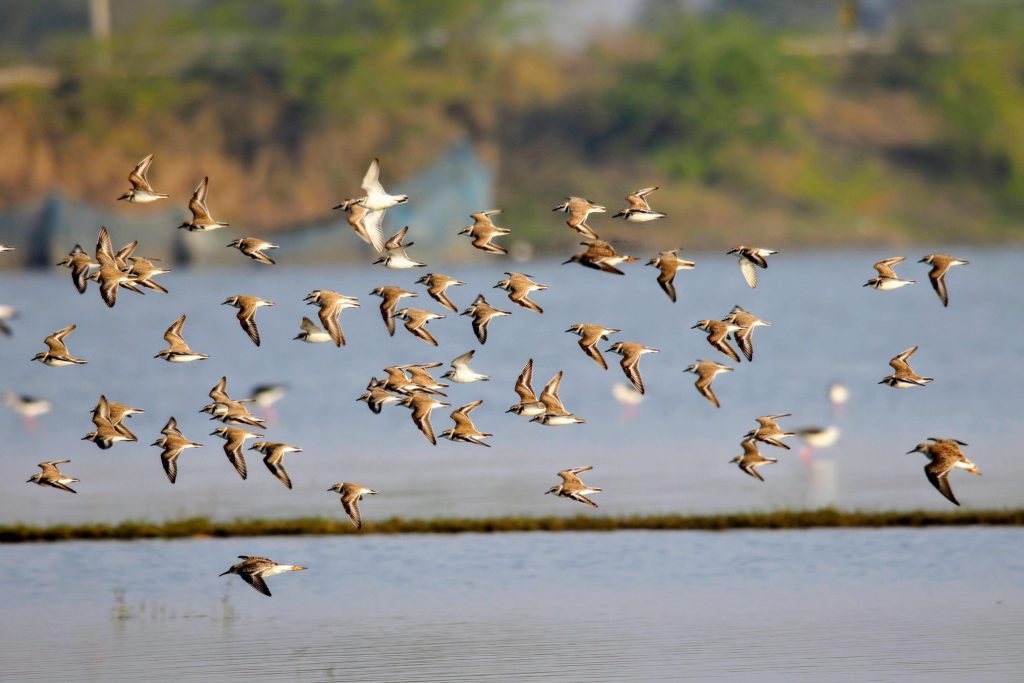 Kentish Plover shore bird at Nazim Talaab