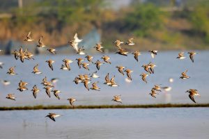 Kentish Plover shore bird at Nazim Talaab