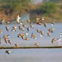 नाजिम तालाब पर प्रवासी पक्षियों के बर्डवाचिंग की श्रंखला  में एक नया उपहार -Kentish Plover