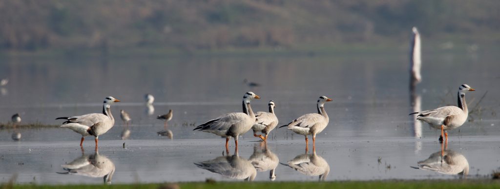 Bar Headed Goose