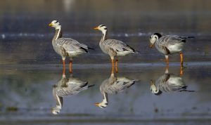 bar headed goose