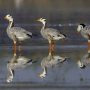 1 दिन में 1600 किलोमीटर तक उड़ान भरने वाले विदेशी पक्षी bar-headed goose