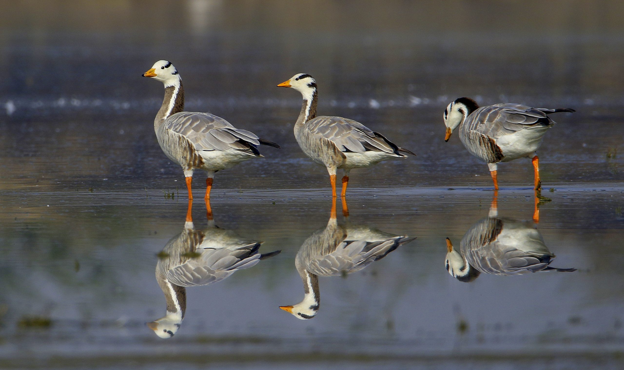 1 दिन में 1600 किलोमीटर तक उड़ान भरने वाले विदेशी पक्षी bar-headed goose