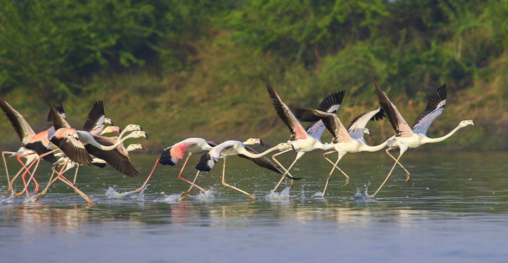 ग्रेटर फ्लेमिंगो greater flamingo at nazim bala Talaab Gangapur city