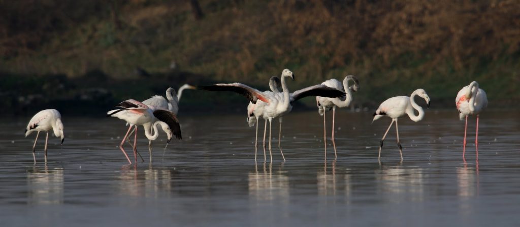 greater flamingo birds at Nazim Talab