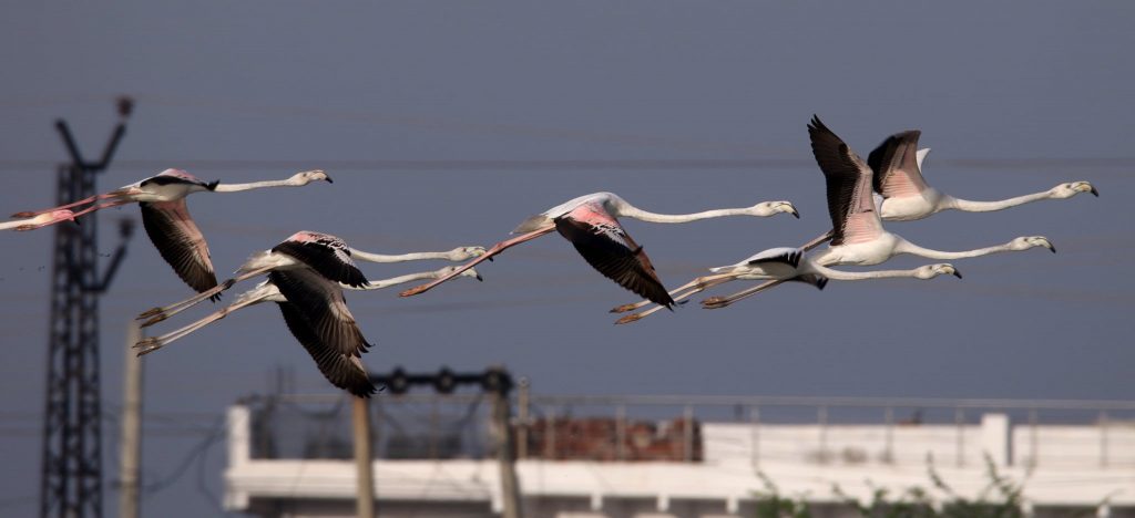 ग्रेटर फ्लेमिंगो greater flamingo at nazim bala Talaab Gangapur city