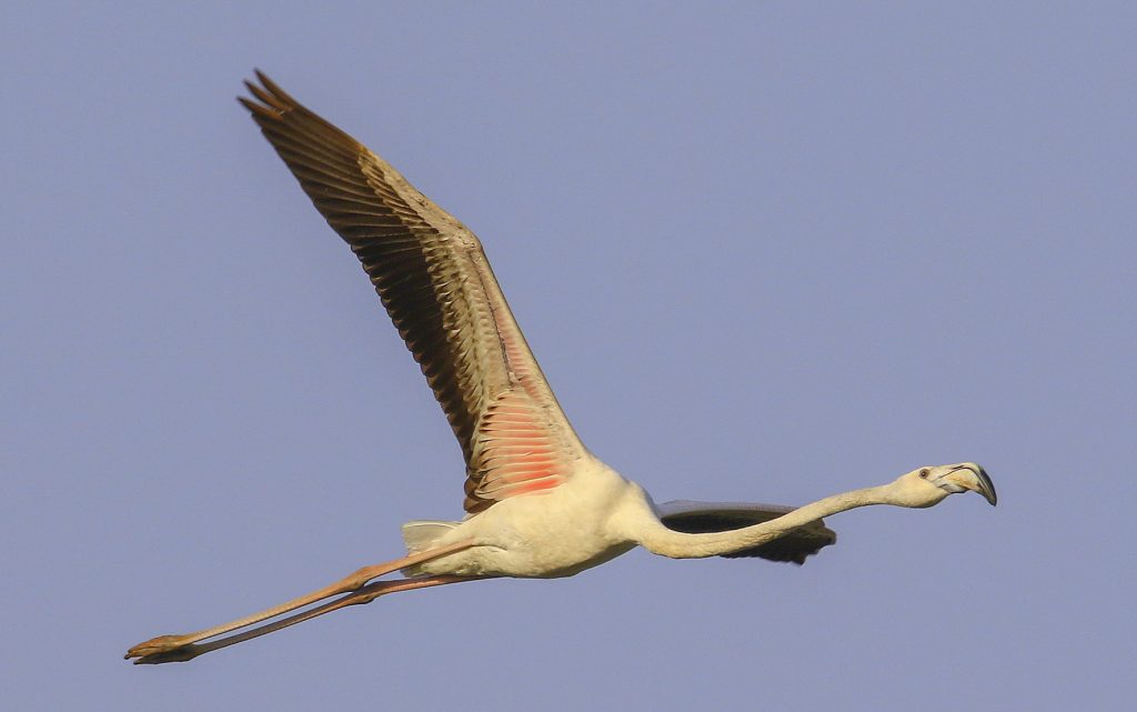 ग्रेटर फ्लेमिंगो greater flamingo at nazim bala Talaab Gangapur city