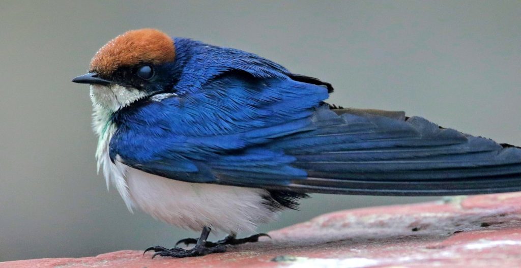 wire tailed swallow-nazim vala talaab