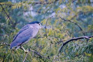 black Crowned Night Heron
