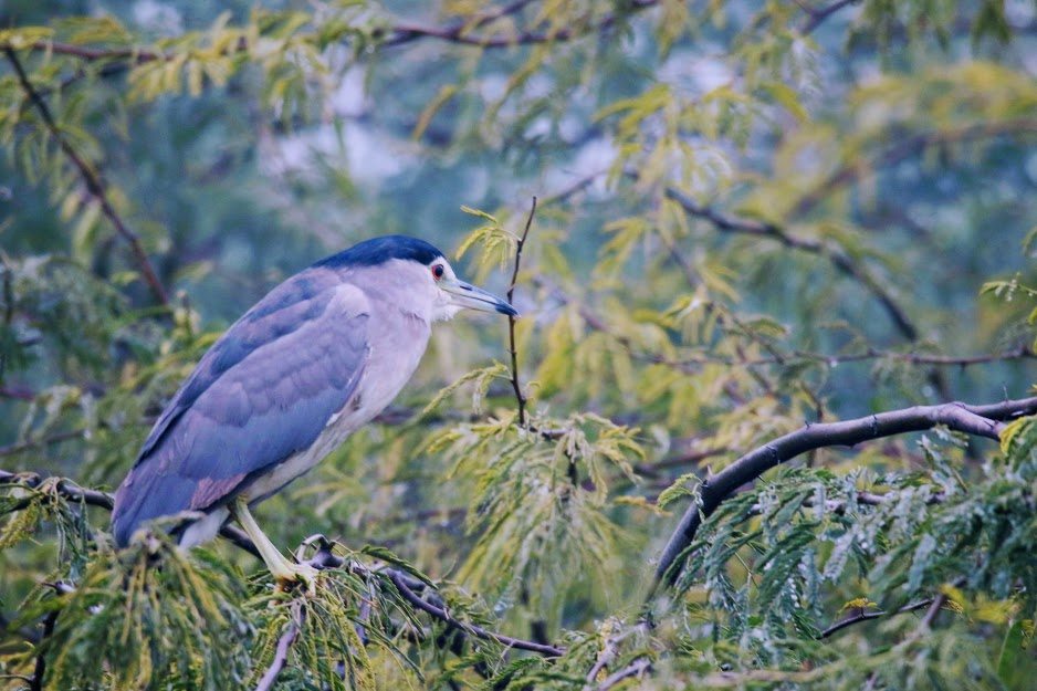 black Crowned Night Heron