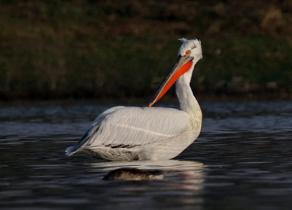 Dalmatian Pelicans flock at Nazim Bada talab