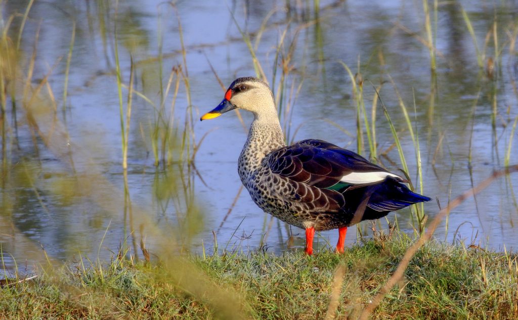 spot billed duck Nazim Bada Talab