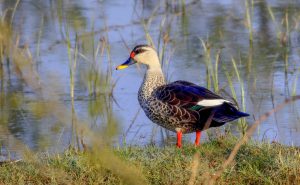 spot billed duck Nazim Bada Talab