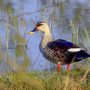 परिंदों की दुनिया का एक और अनूठा उपहार spot billed Duck नाजिम बाड़ा तालाब पर