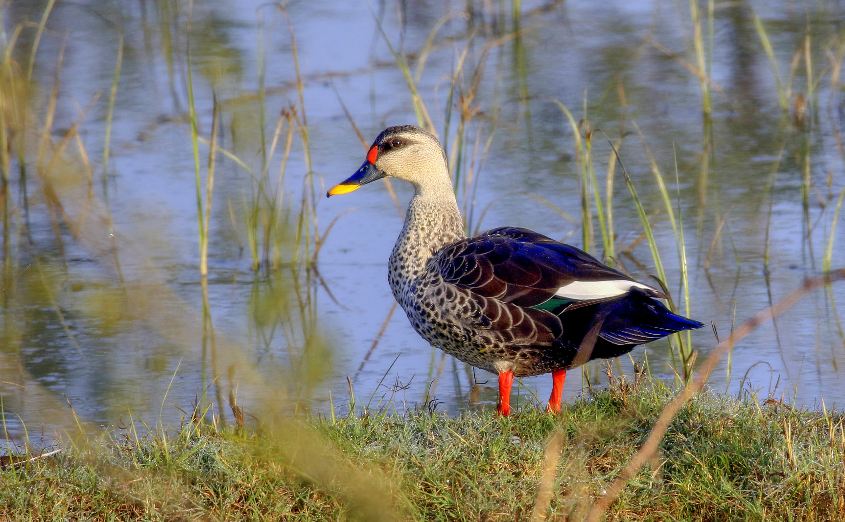 परिंदों की दुनिया का एक और अनूठा उपहार spot billed Duck नाजिम बाड़ा तालाब पर