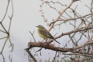wagtail-birds-nazim-vala-talab