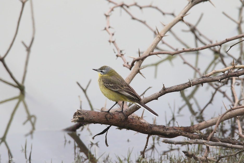 wagtail-birds-nazim-vala-talab