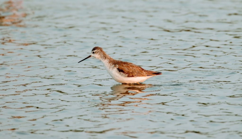 Common-green shank at Nazim vala talaab Migratory Bird