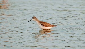 Common-green shank at Nazim vala talaab Migratory Bird