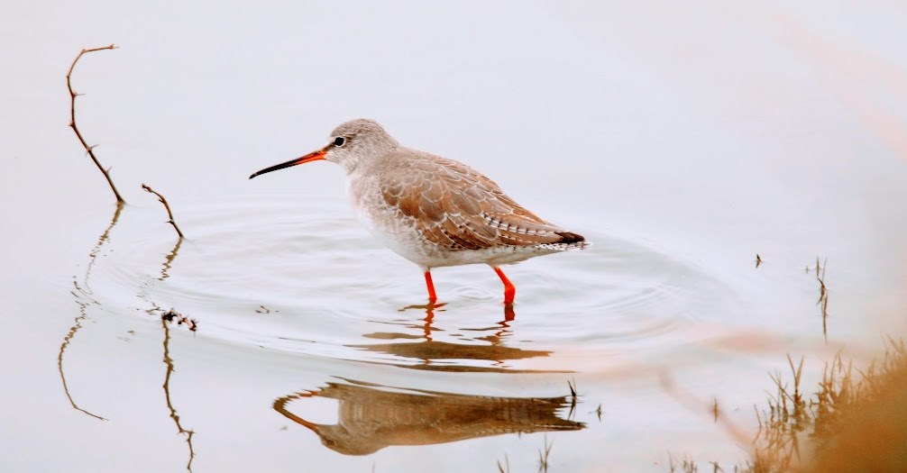 migratory bird spotted redshank at Nazim vala talaab