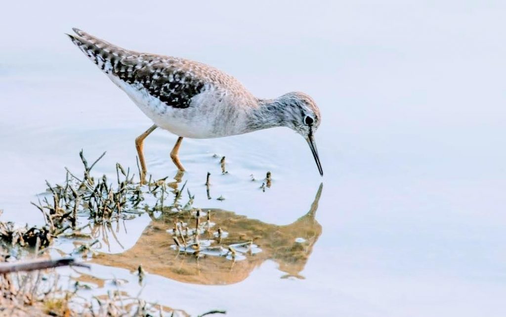 Marsh Sandpiper-Nazim vala Talab