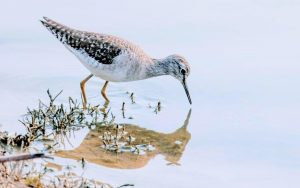 Marsh Sandpiper-Nazim vala Talab