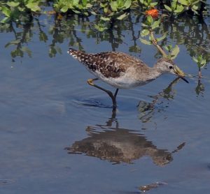 wood sandpiper migratory bird at Nazim Vala Talaab