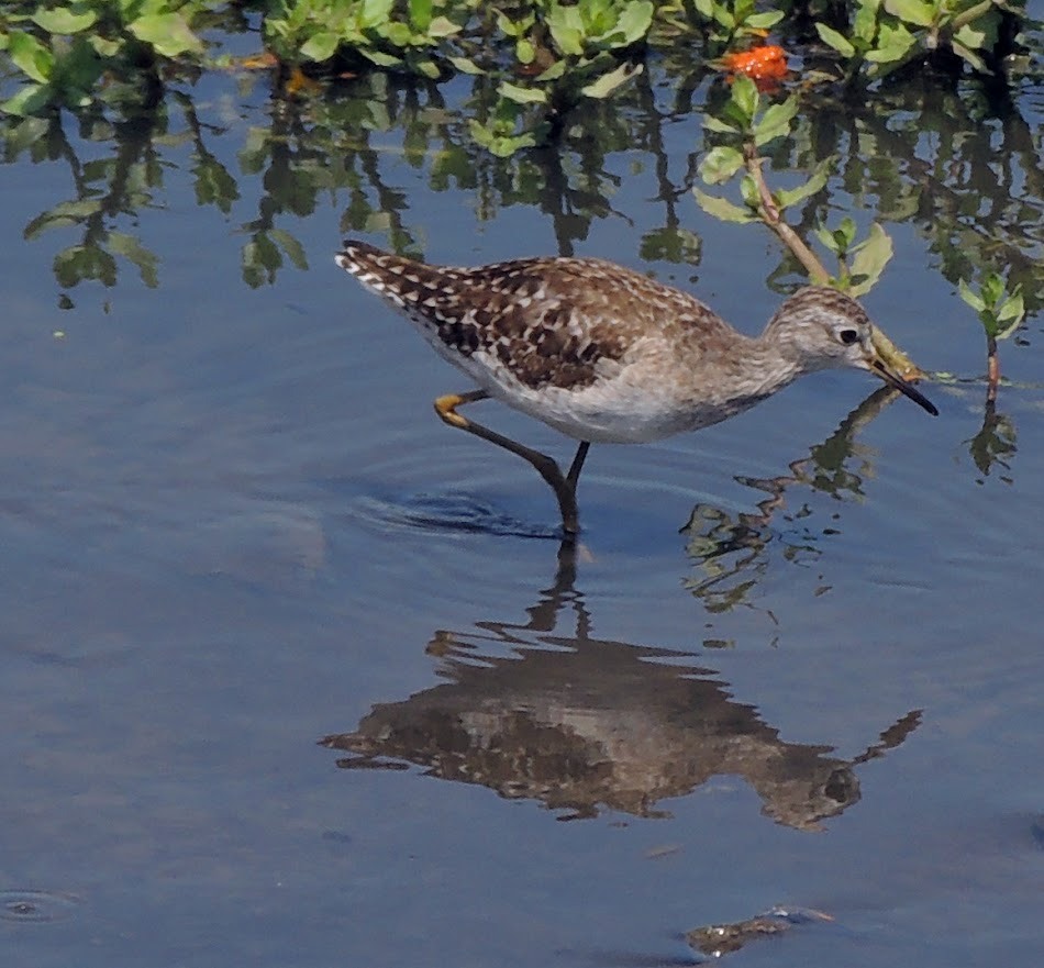 wood sandpiper migratory bird at Nazim Vala Talaab