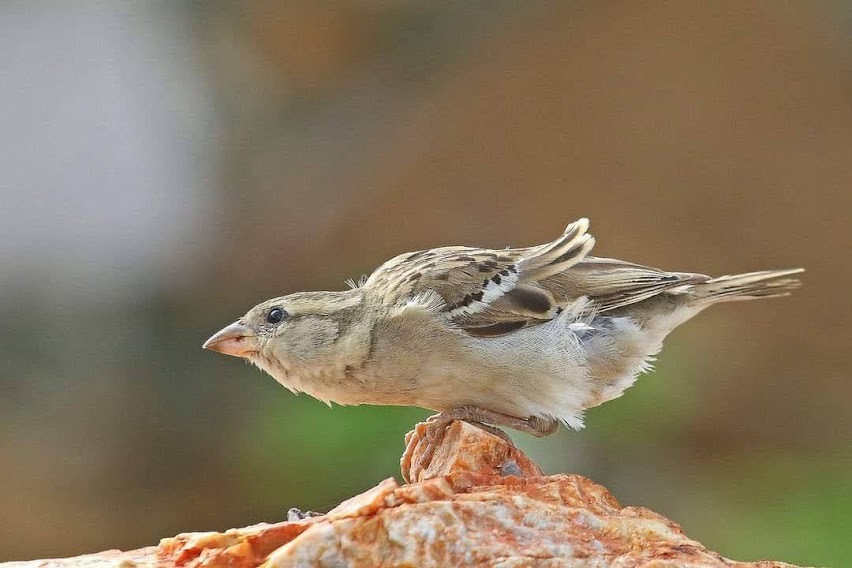 world-sparrow-day-20-March