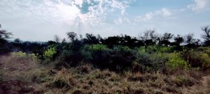 World Forestry day -Vishv Vaniki Divas