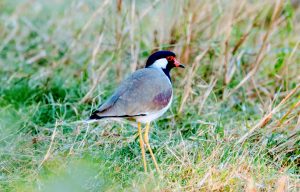 Red Wattled Lapwing -Nazim vala Talab