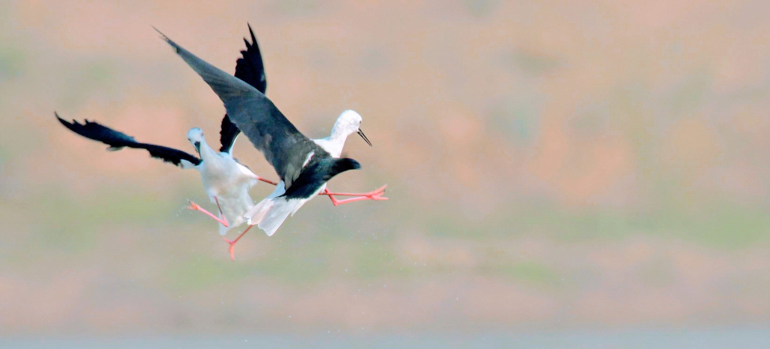 नाजिम वाला तालाब पर ब्लैक winged स्टिल्ट (हाथी पांव ) की  आकर्षक टेरिटोरियल फाइट वाली गतिविधि