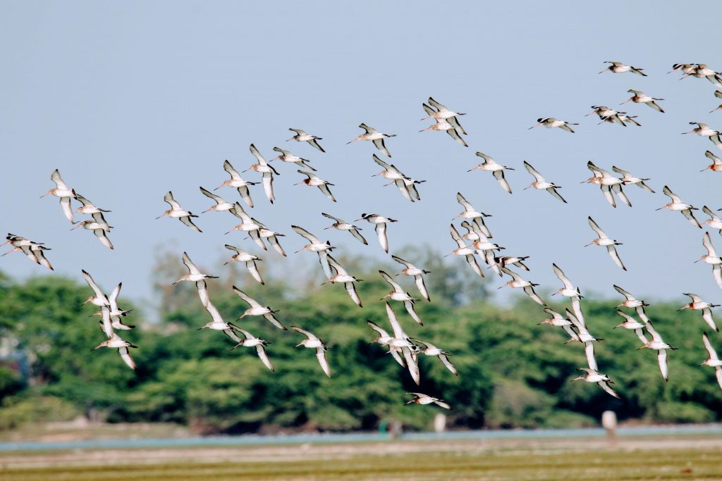 migratory Birds Flock at nazim vala Talab wetland conservation area