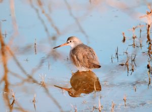 Common Redshank at nazim Vala Talaab Gangapur city