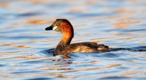 little grebe adult