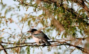 Rosy Starling at Nazim vala Talaab