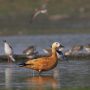 तीन चकवा चकवी का जोड़ा नाजिम तालाब में वन्य जीव प्रेमी और पक्षी प्रेमियों का खींच रहे हैं ध्यान -Dr Mukesh Garg