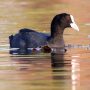नाजिम वाले तालाब पर इस बार सर्दी के मौसम में प्रवासी पक्षी कॉमन कूट कर रहे है विचरण Dr Mukesh Garg